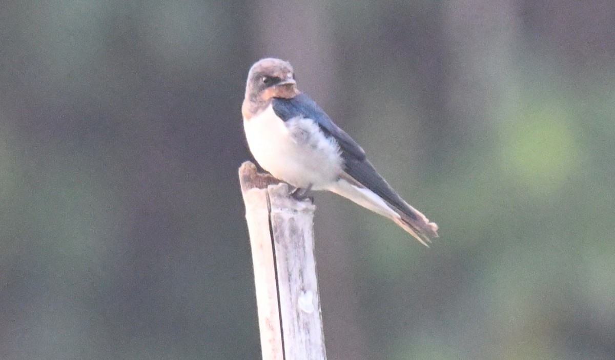 låvesvale - ML649337650