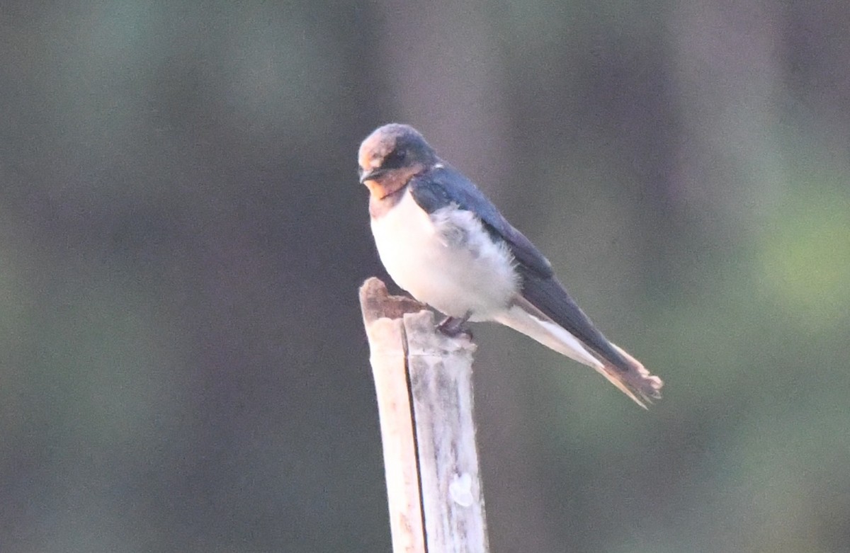 låvesvale - ML649337656