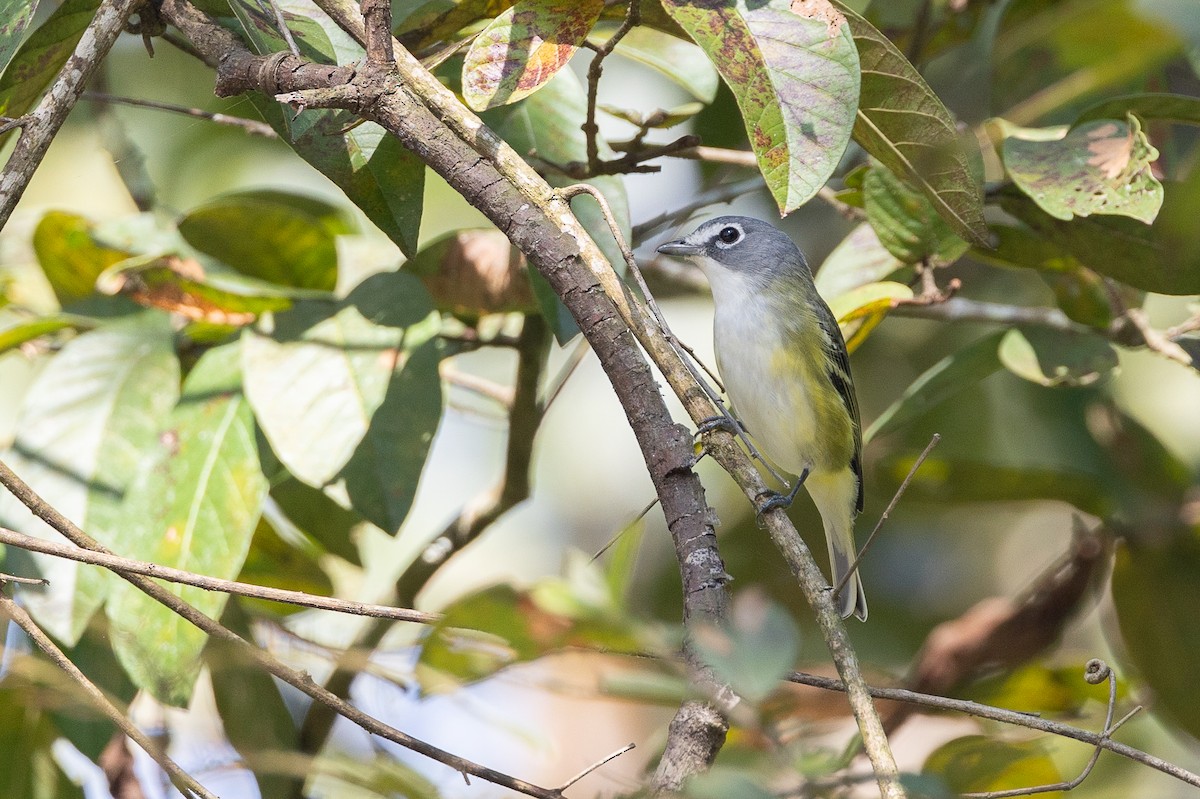 Graukopfvireo - ML649337694