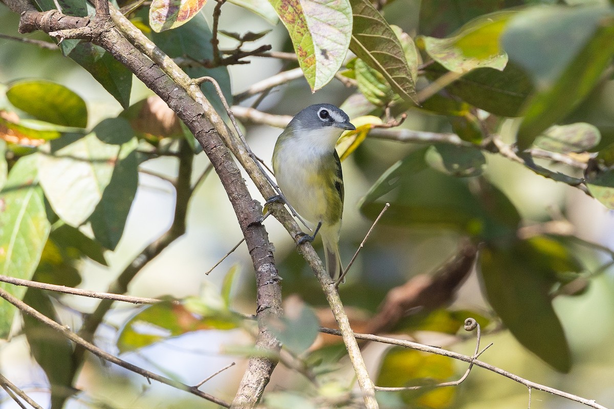 Graukopfvireo - ML649337695