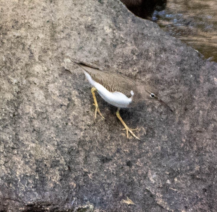 Пятнистый перевозчик - ML649337916