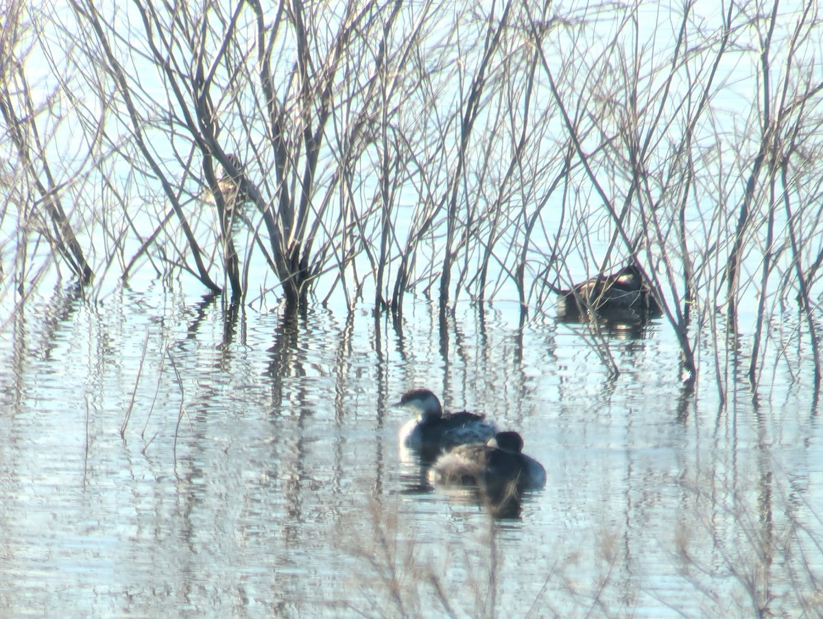 Horned Grebe - ML649337967