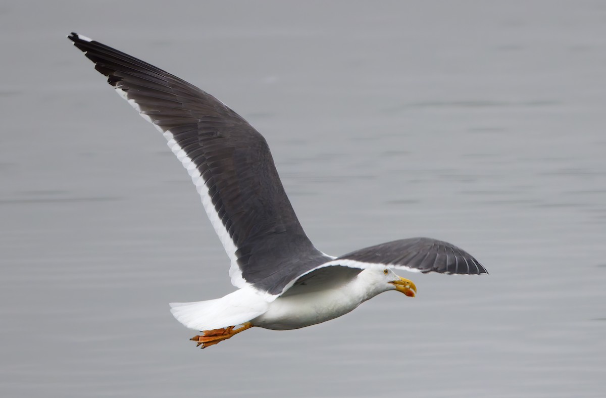 Yellow-footed Gull - ML649338059