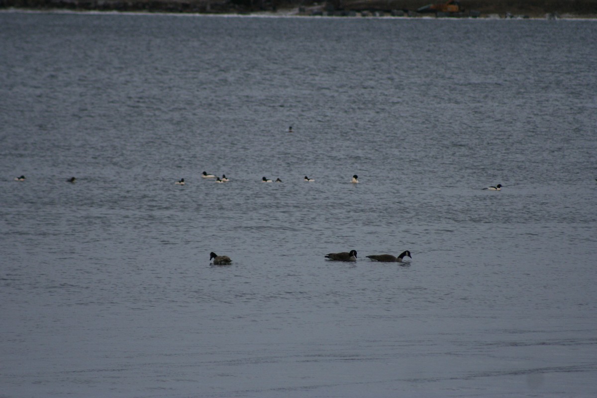 Canada Goose - ML649338217