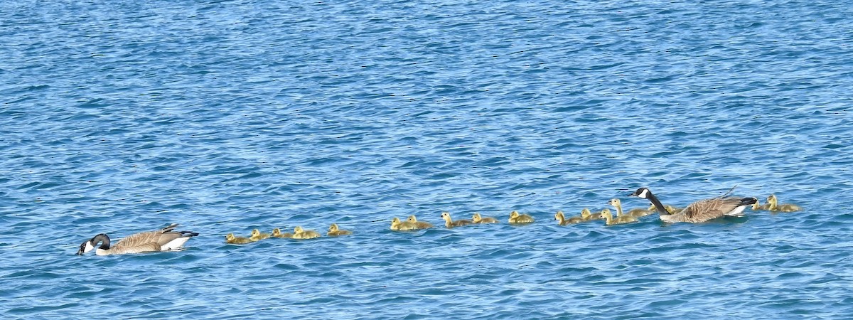 Canada Goose - ML649338355