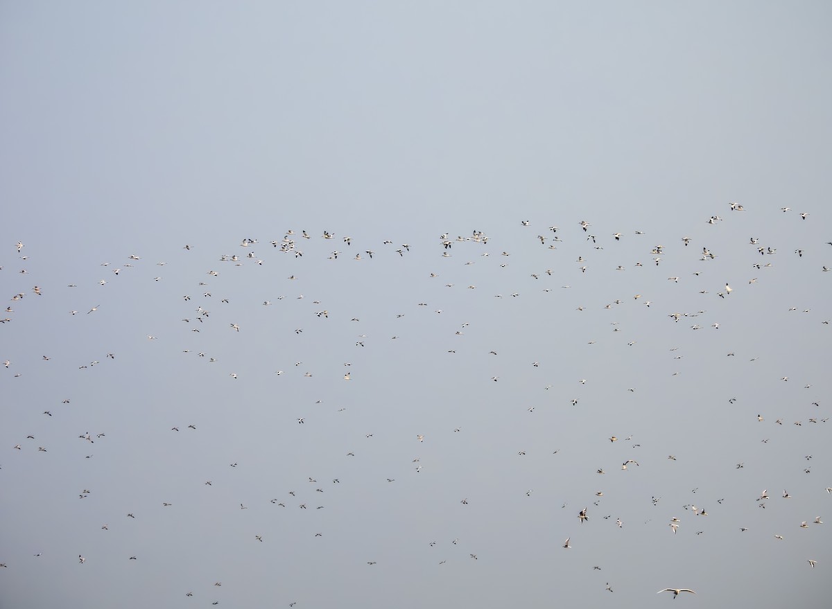 Avocette élégante - ML649338566