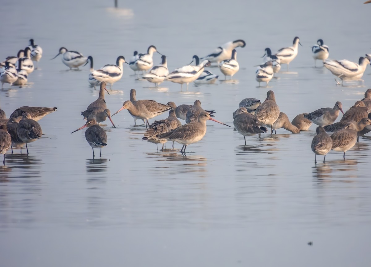 Barge à queue noire - ML649338604