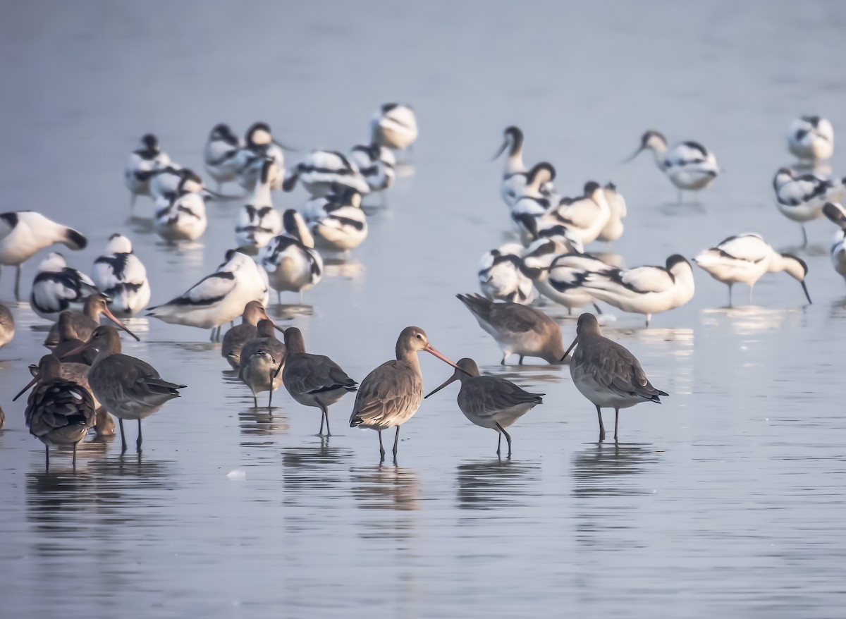 Barge à queue noire - ML649338608