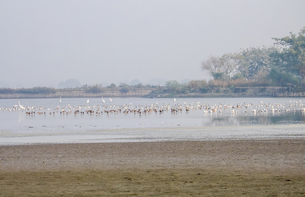 Barge à queue noire - ML649338619