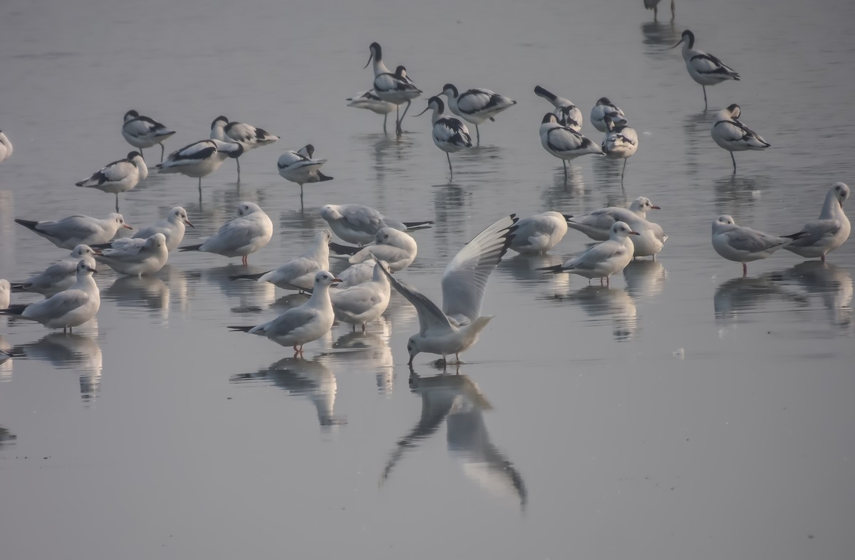 Mouette rieuse - ML649338639