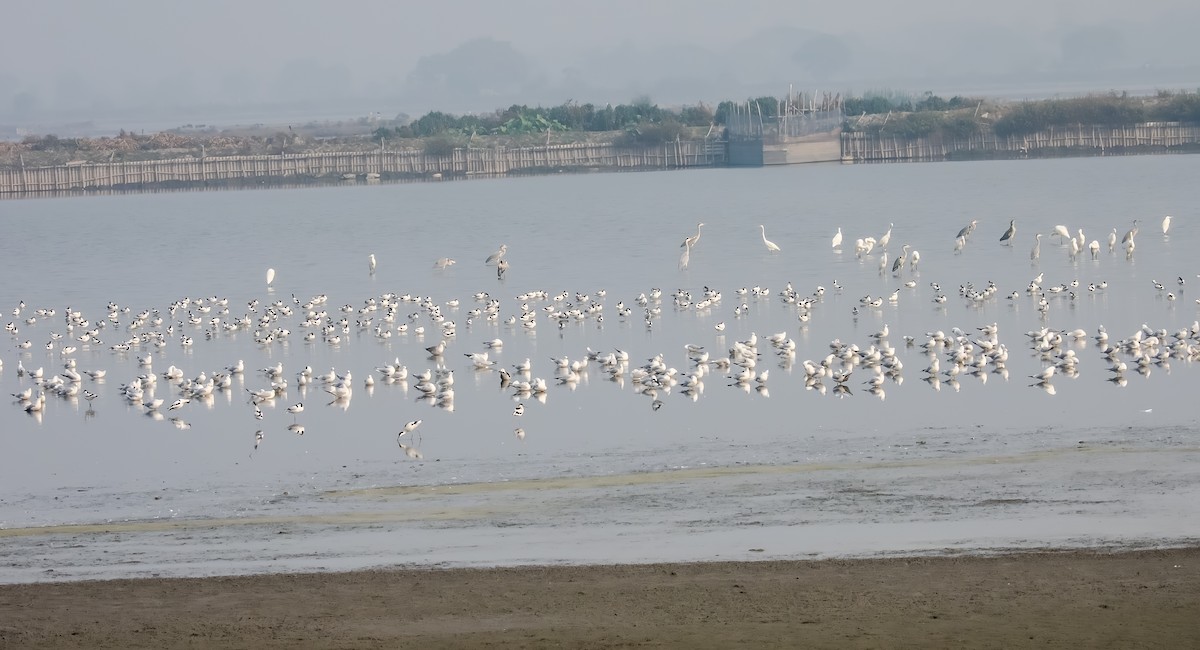 Mouette rieuse - ML649338643