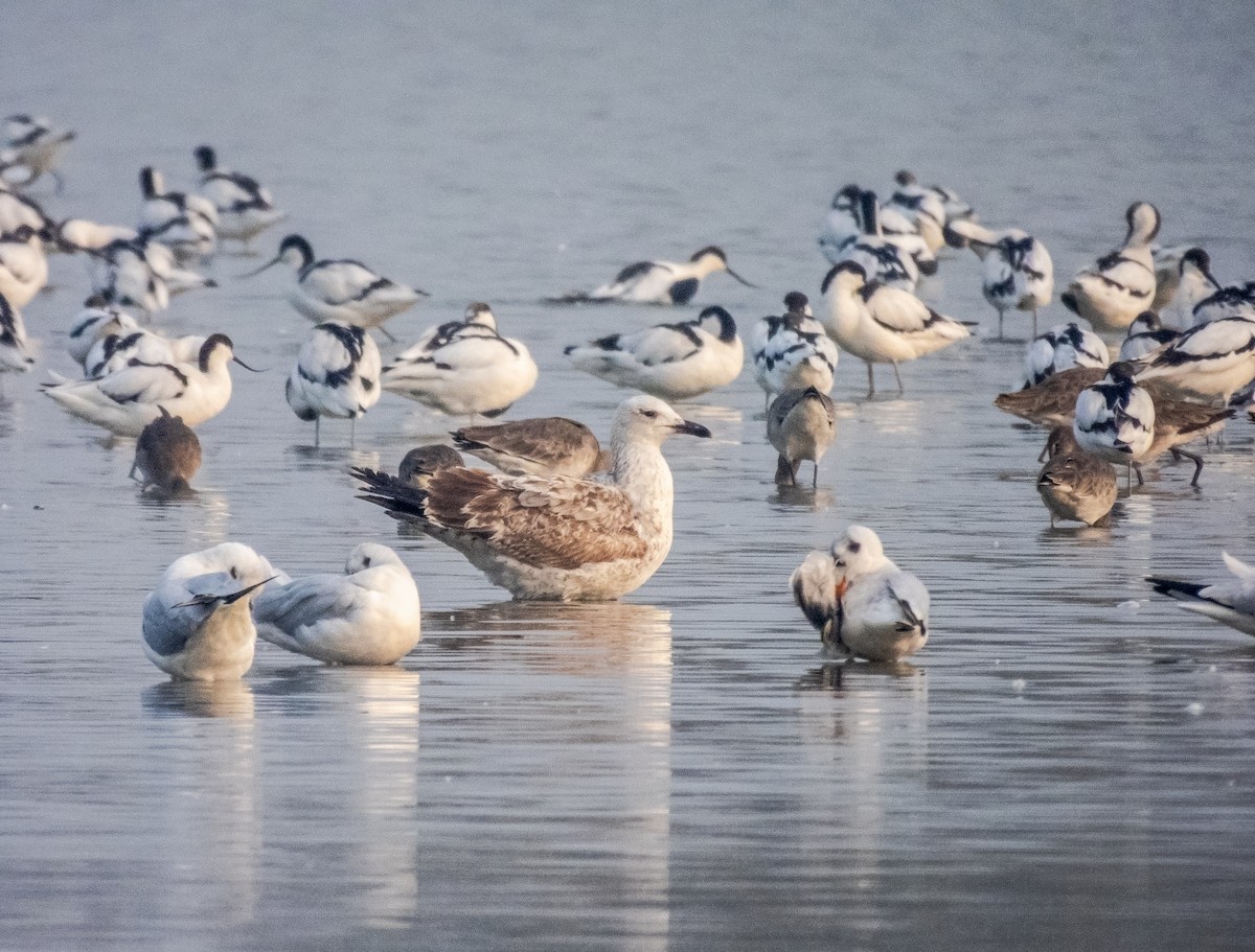 Goéland brun (barabensis) - ML649338646