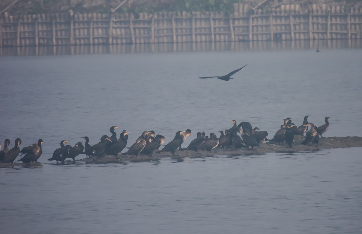 Grand Cormoran - ML649338656