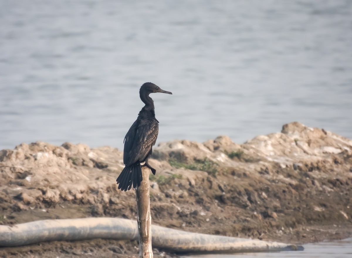 Cormoran à cou brun - ML649338666