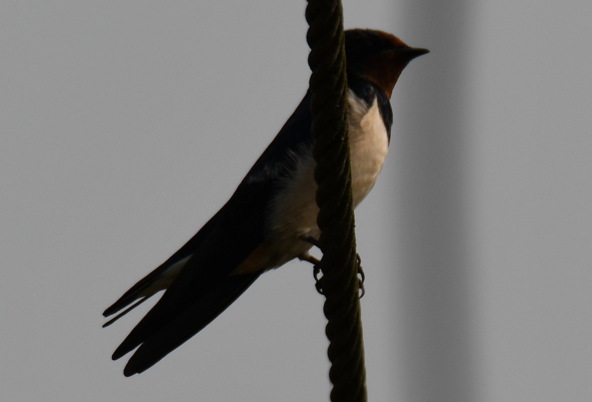 låvesvale - ML649338667