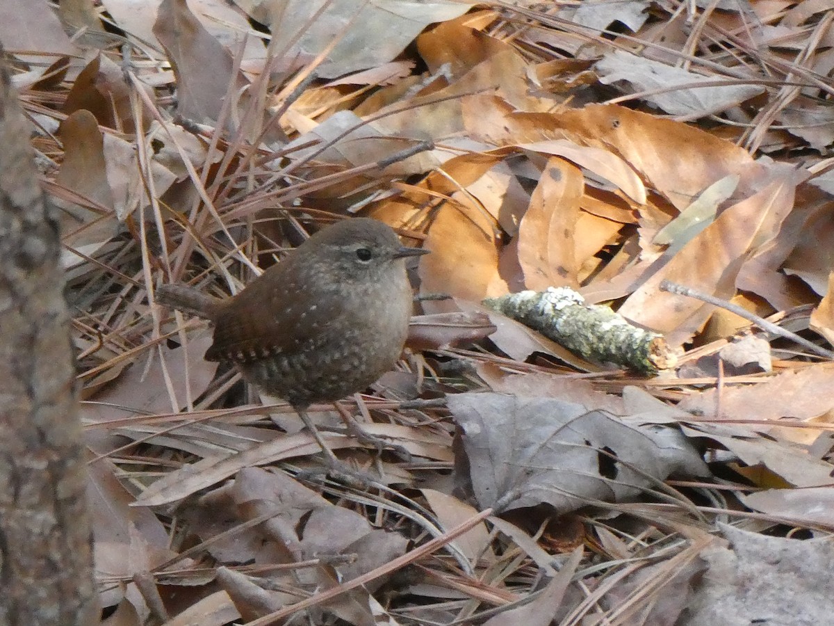 Winter Wren - ML649338702