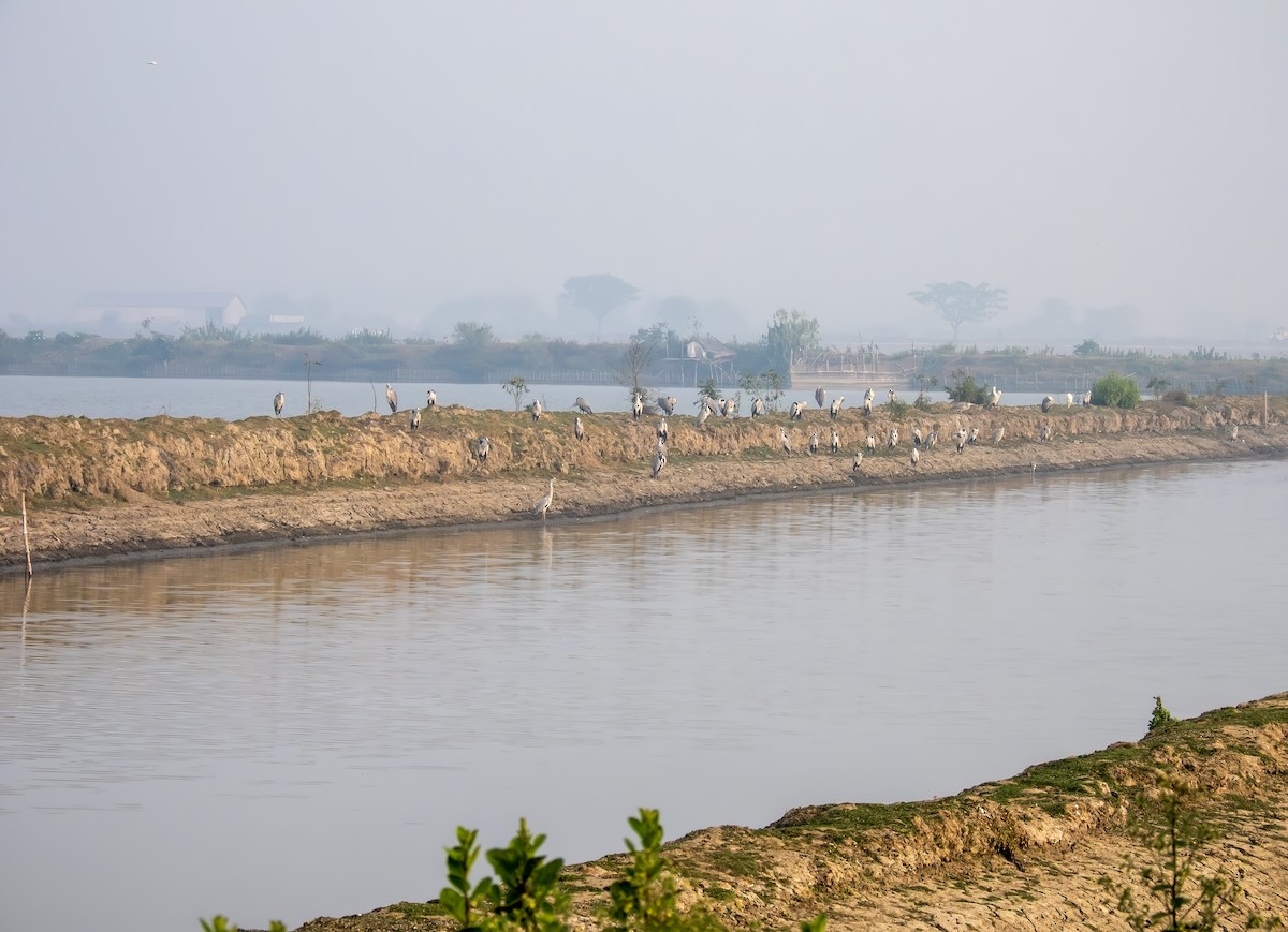 Héron cendré - ML649338718