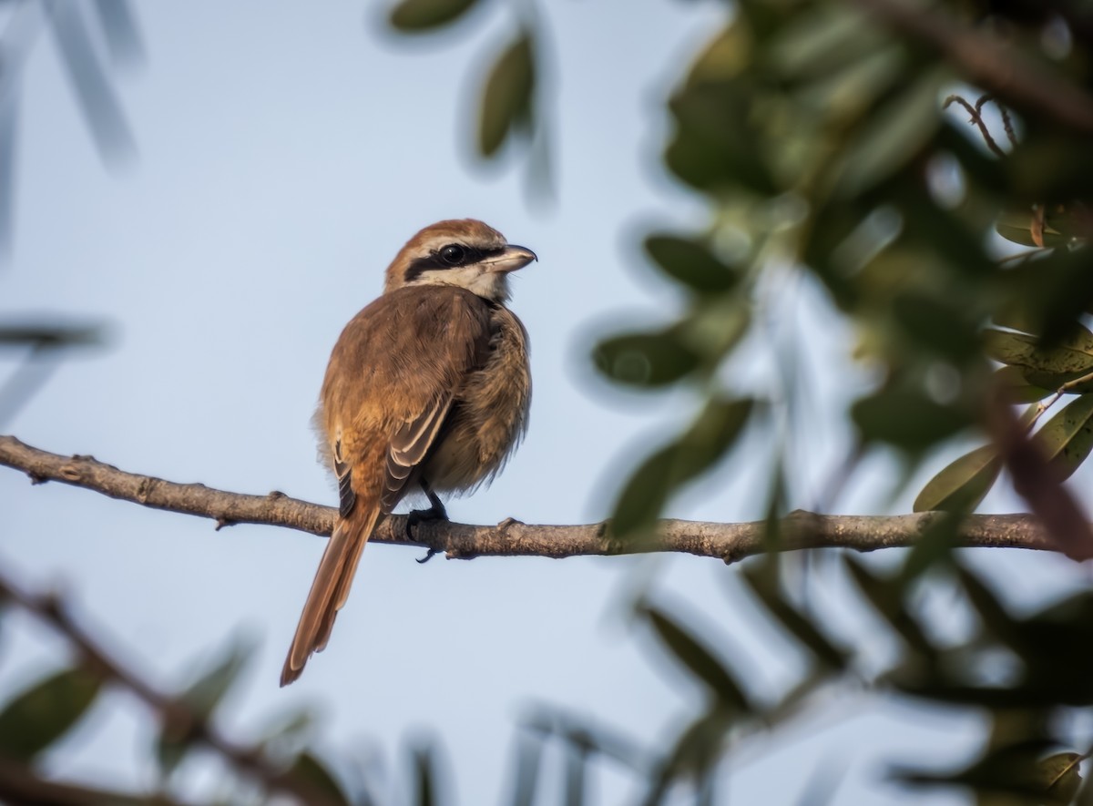 Pie-grièche brune - ML649338731
