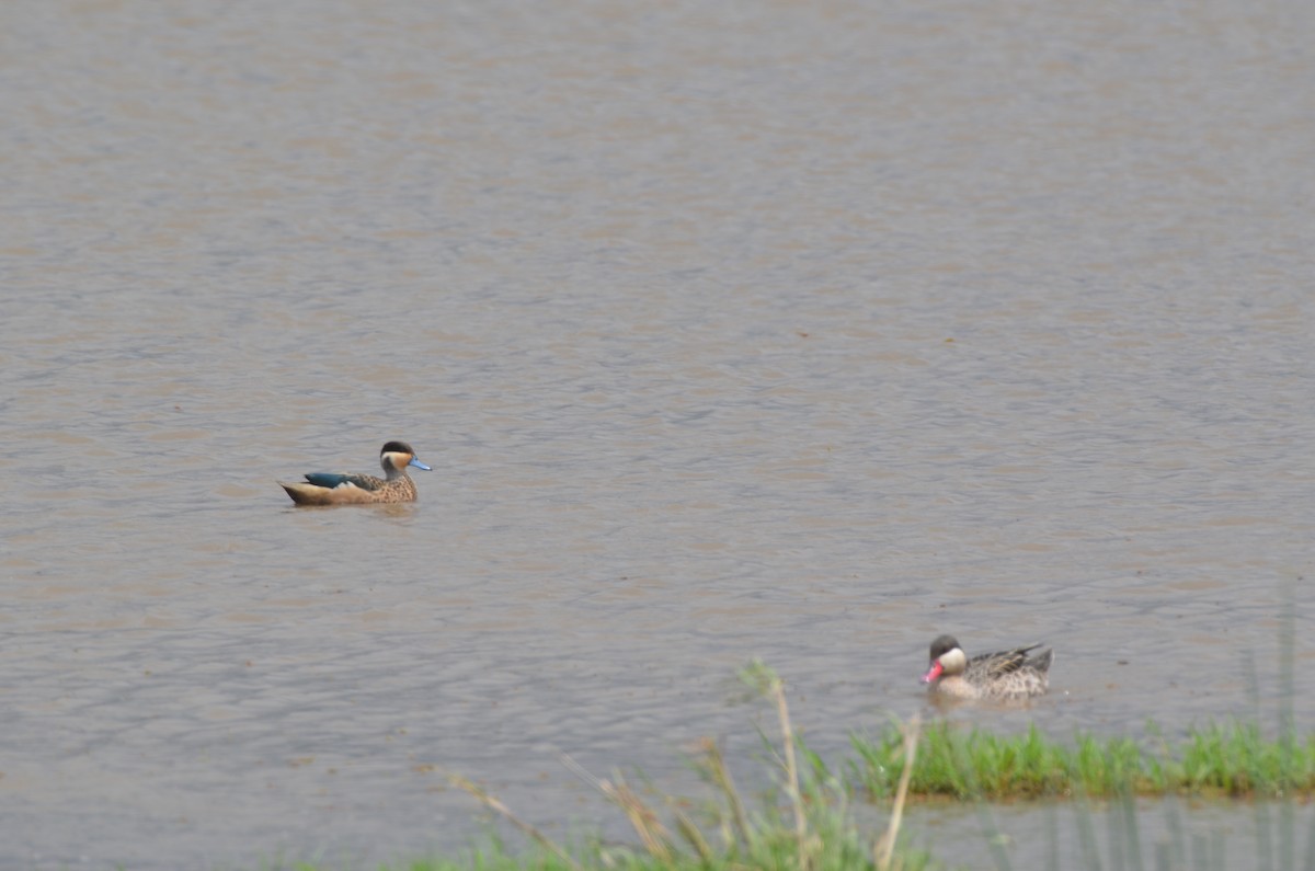 Sarcelle à bec bleu - ML649338781