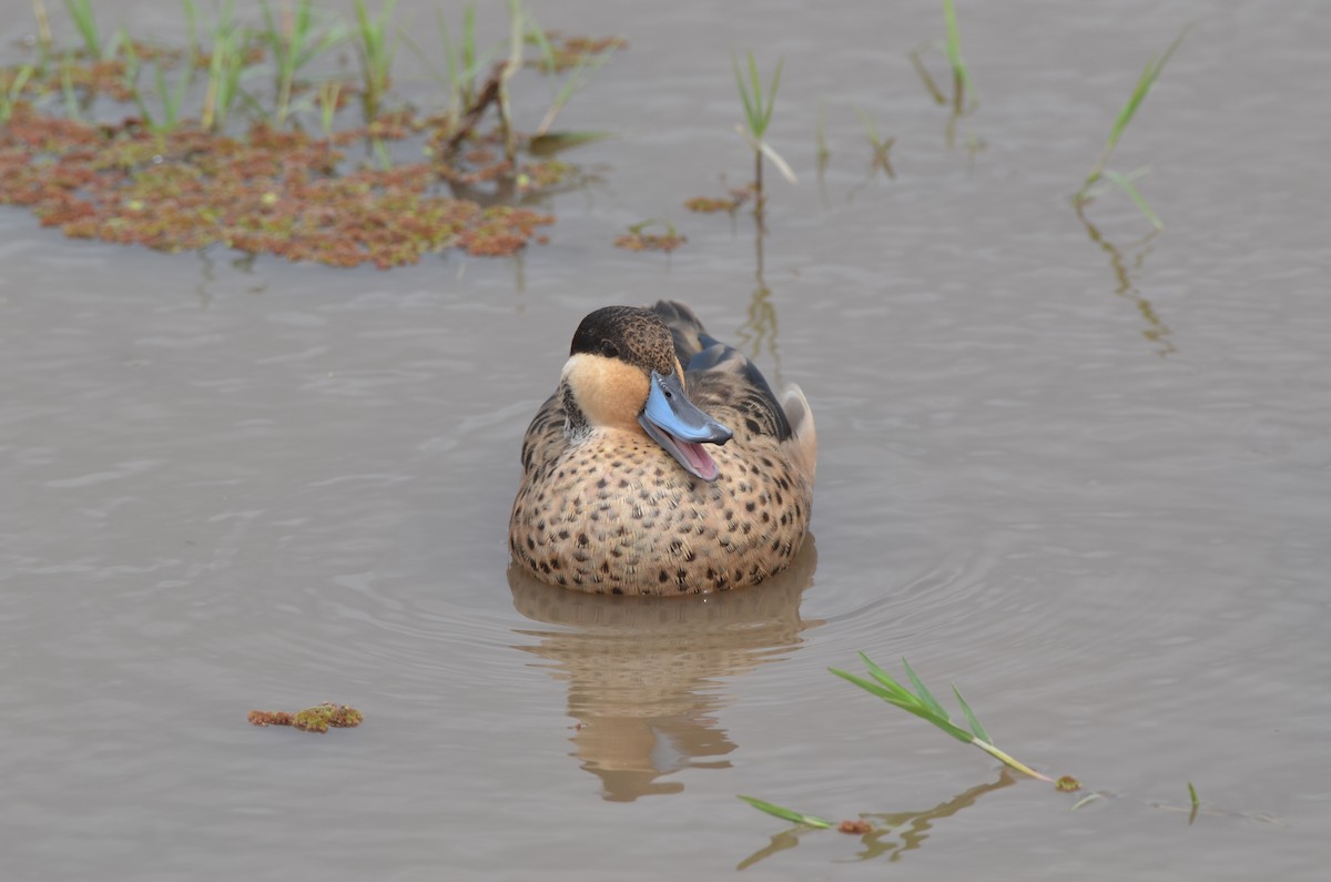 Sarcelle à bec bleu - ML649338782