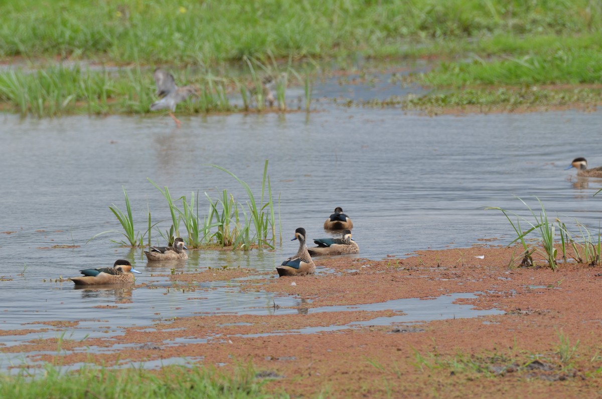 Sarcelle à bec bleu - ML649338783