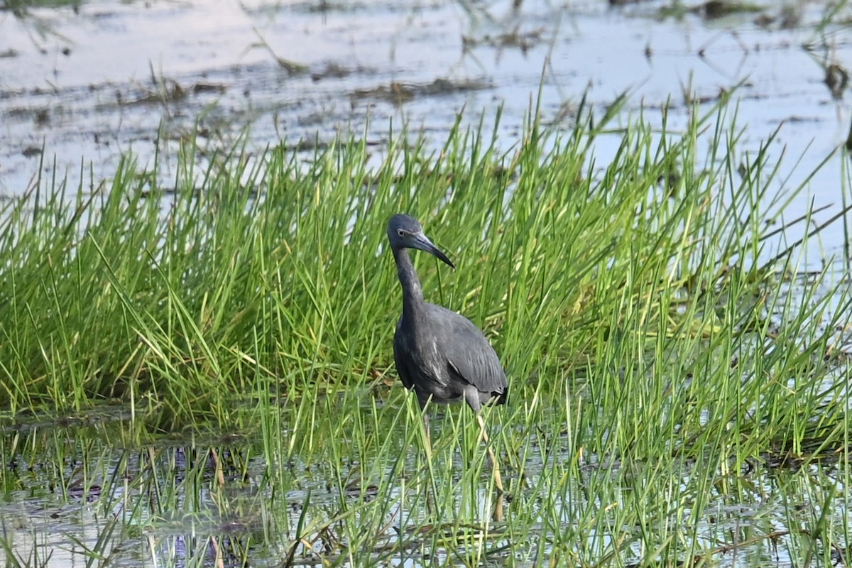 Little Blue Heron - ML649338874