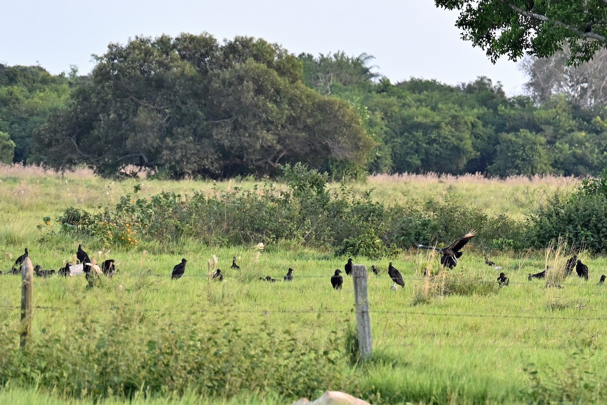 Black Vulture - ML649338883
