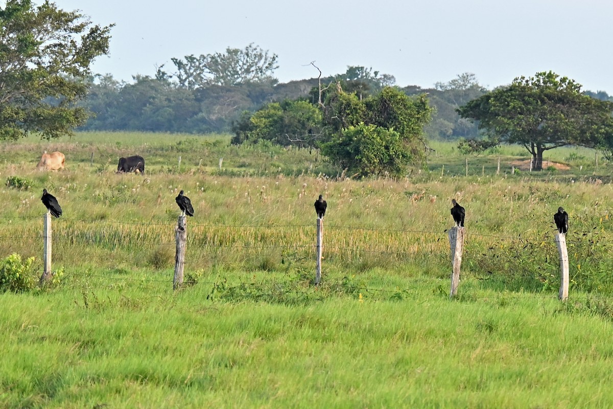 Black Vulture - ML649338885