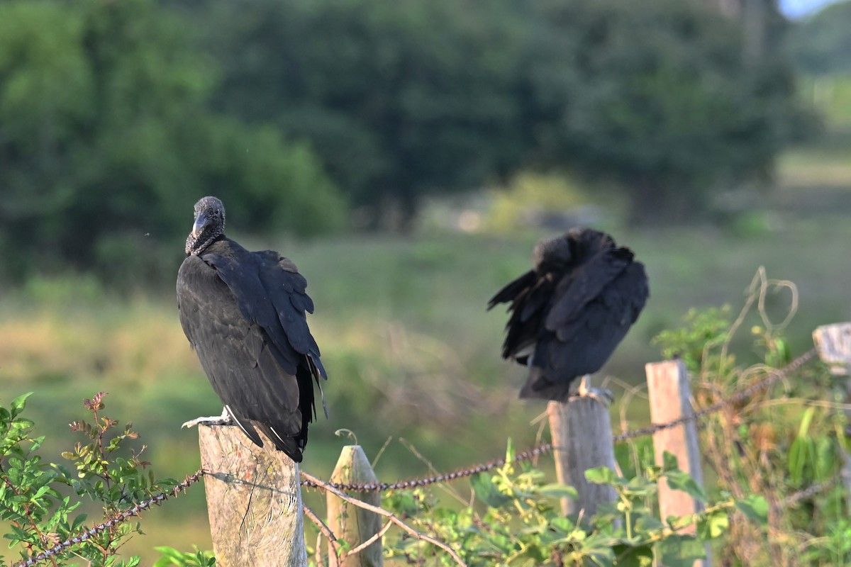 Black Vulture - ML649338888