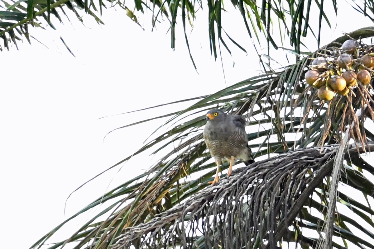 Roadside Hawk - ML649338912
