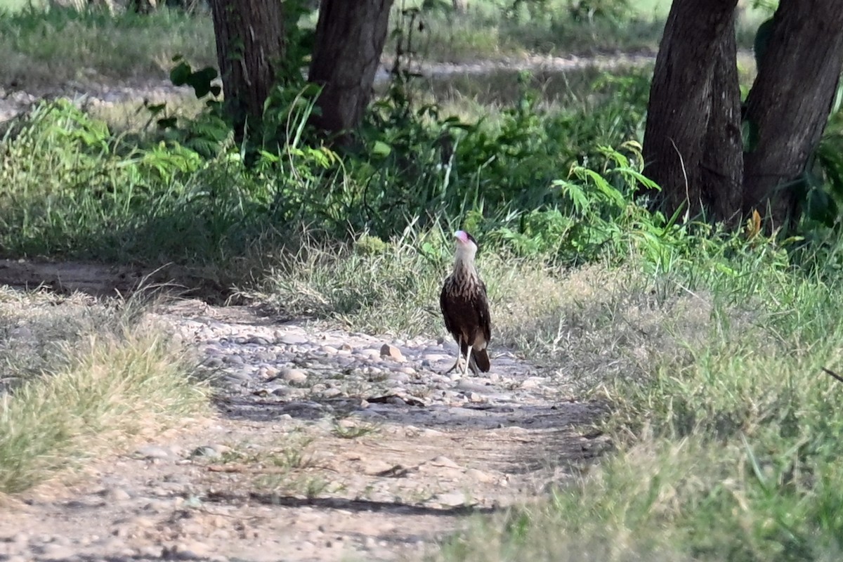 Crested Caracara - ML649338918