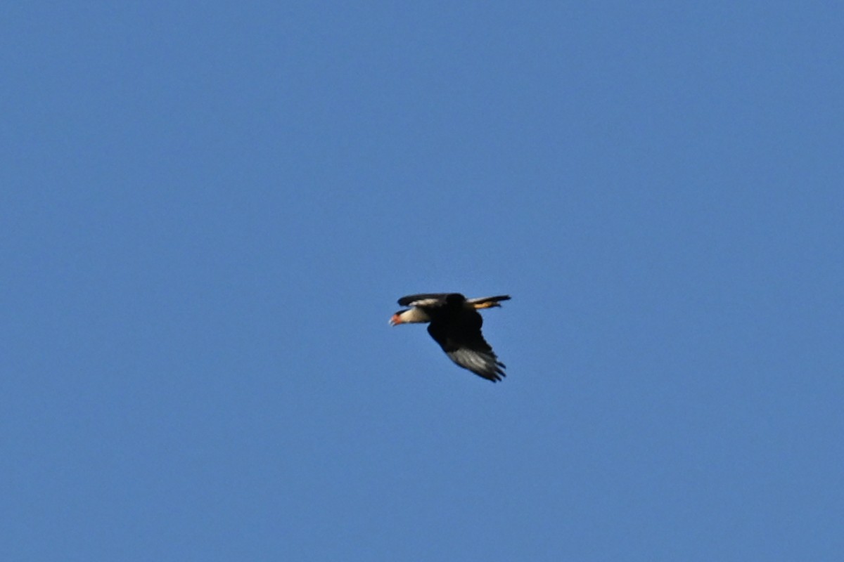 Crested Caracara - ML649338920