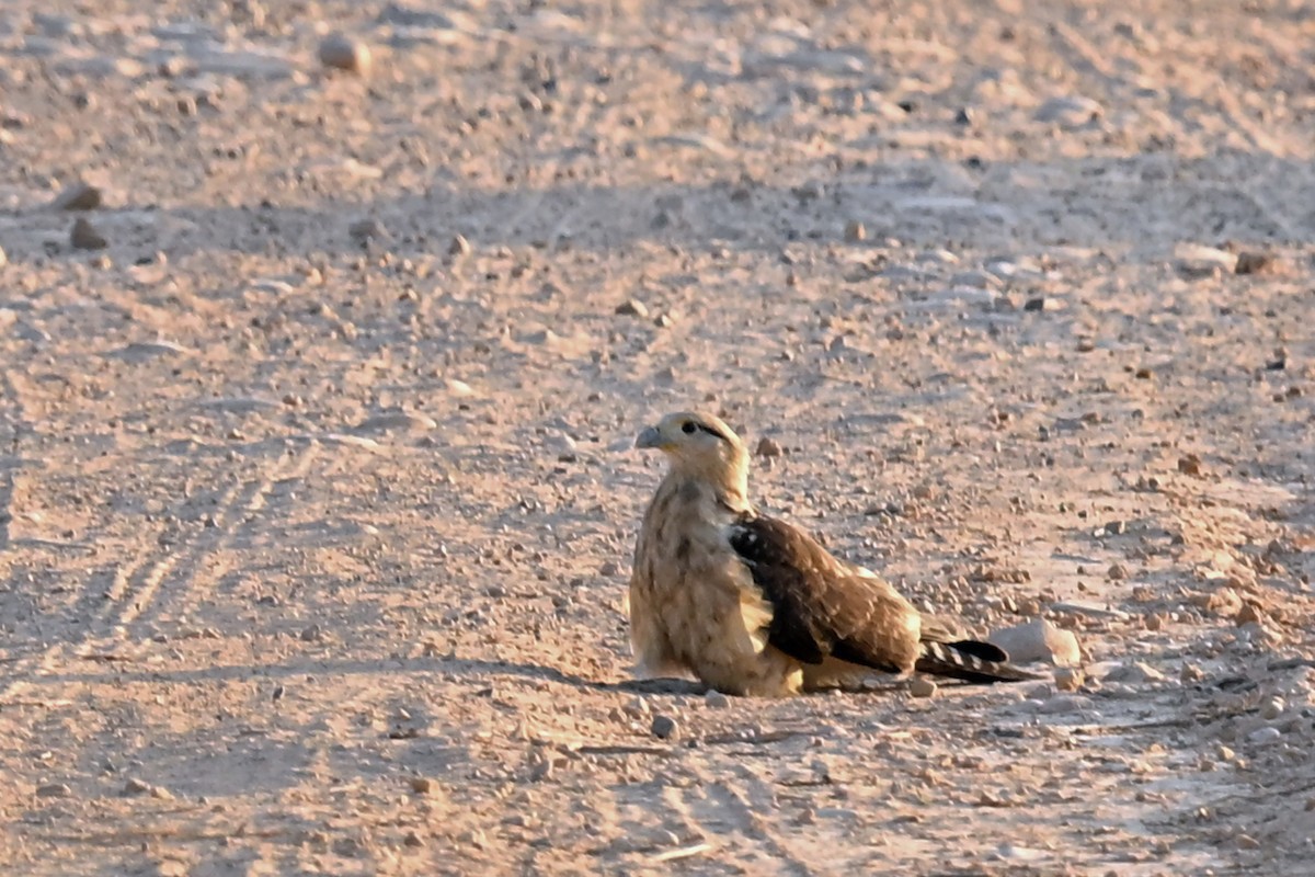 Yellow-headed Caracara - ML649338936