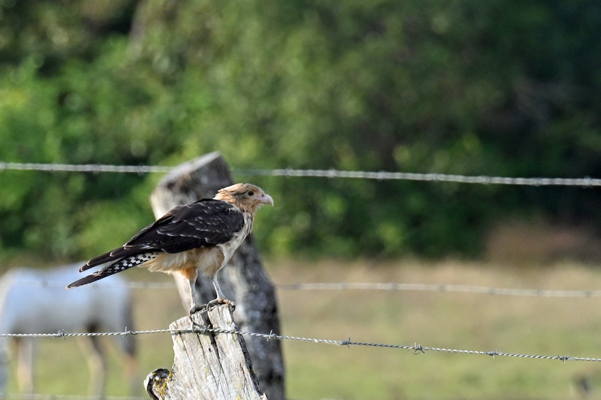 Yellow-headed Caracara - ML649338939