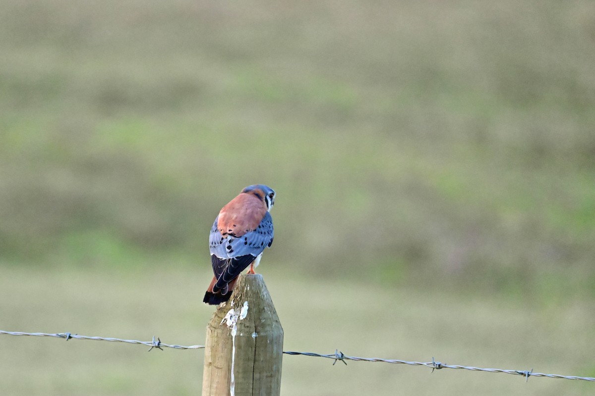 American Kestrel - ML649338954