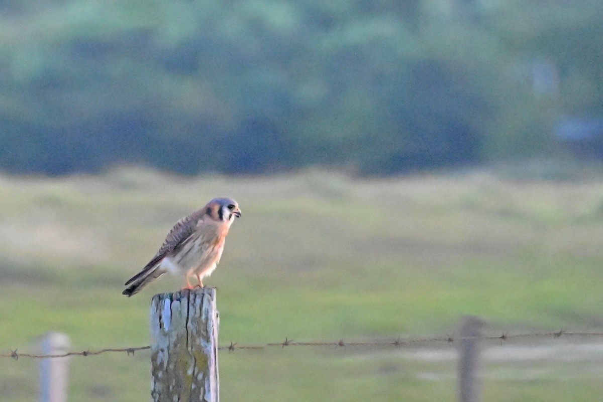 American Kestrel - ML649338955