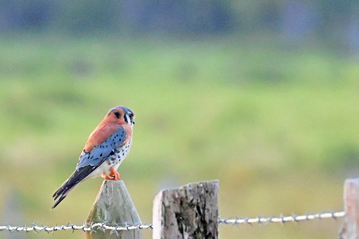 American Kestrel - ML649338957