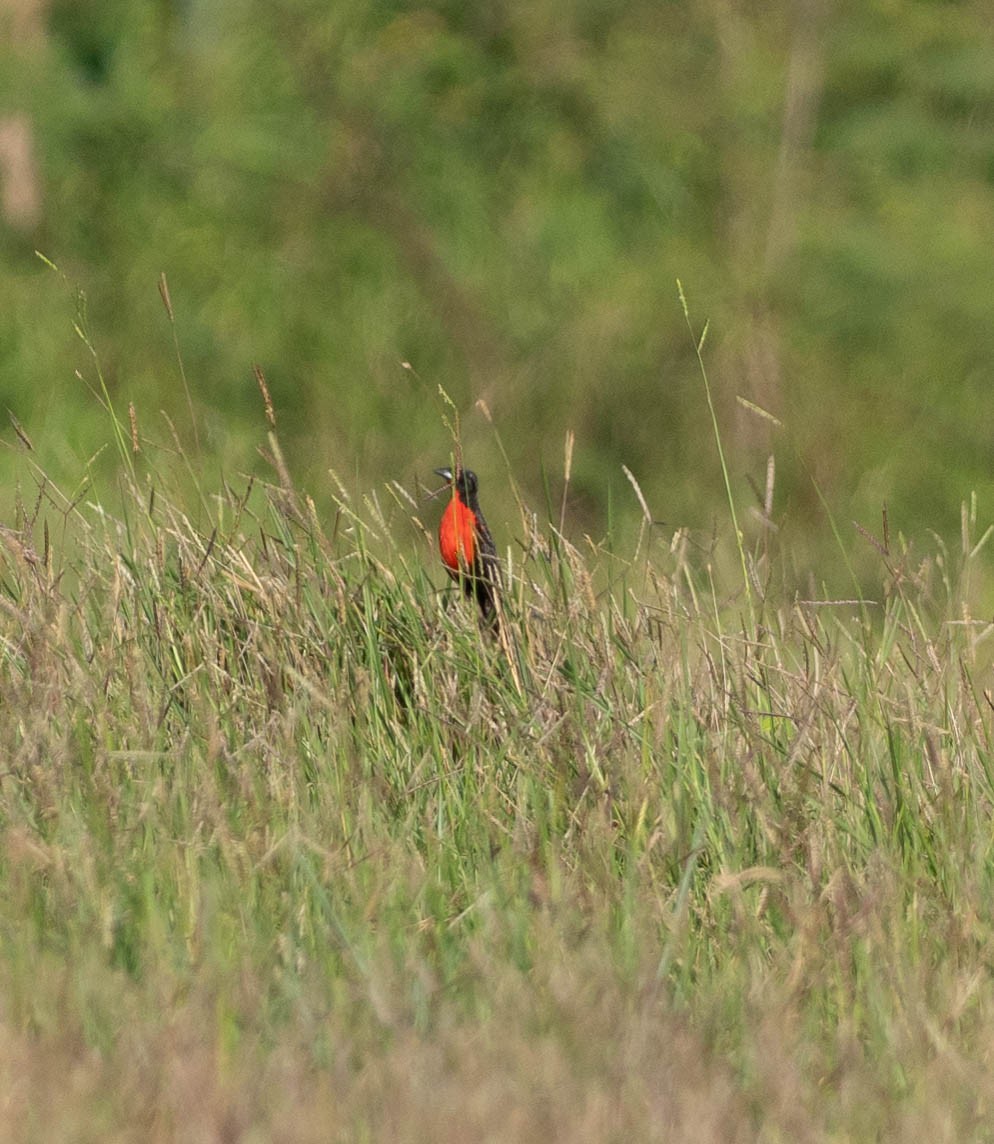 Красногрудая лойка - ML649338965