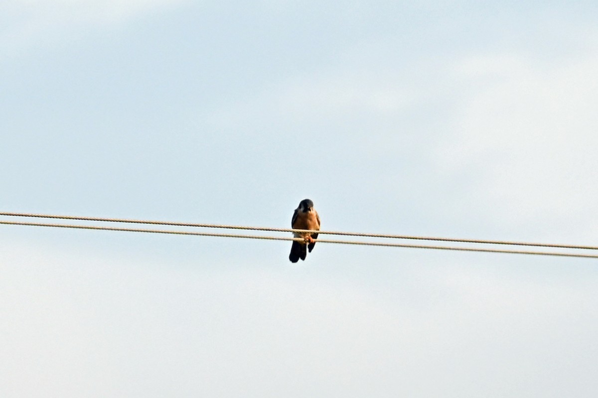 Aplomado Falcon - ML649338971