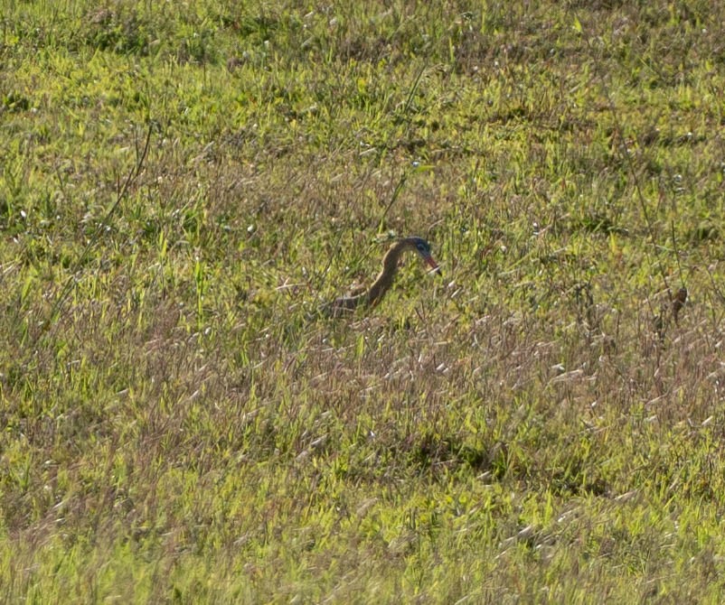 Свистящая цапля - ML649338996