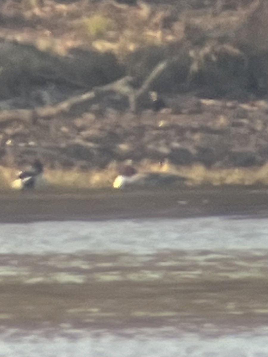 Grand Harle - ML649339028