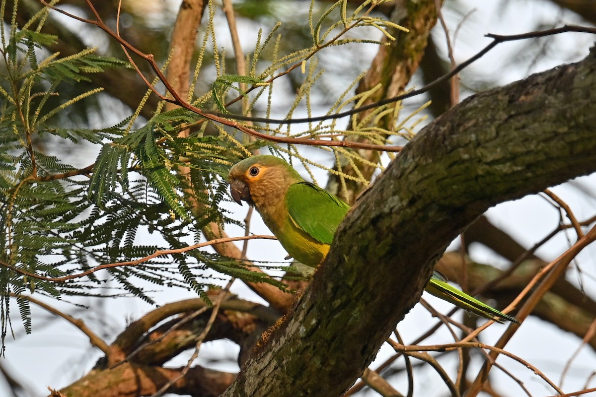 Brown-throated Parakeet - ML649339037
