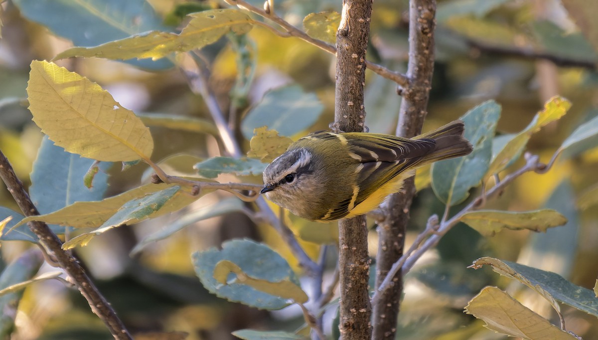 Ashy-throated Warbler - ML649339042