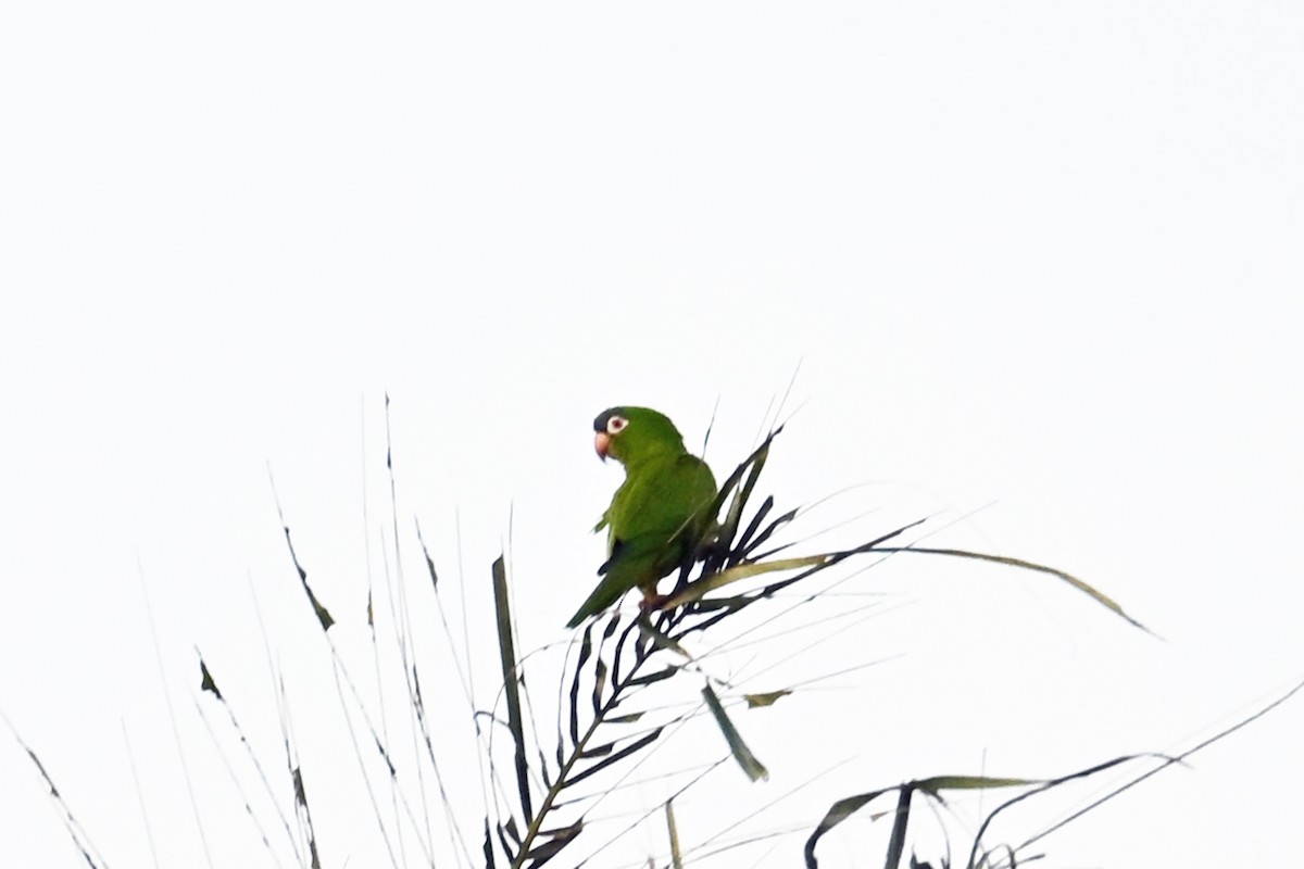 Blue-crowned Parakeet - ML649339053