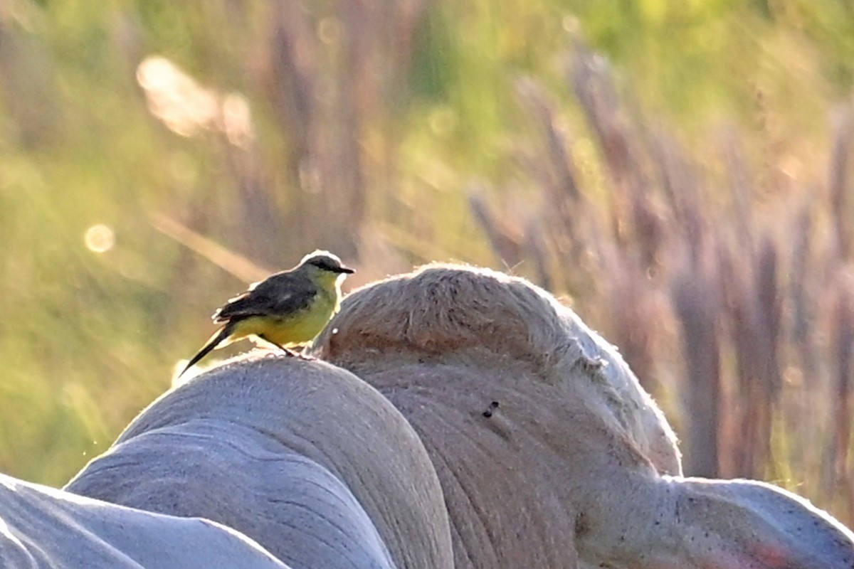 Cattle Tyrant - ML649339062