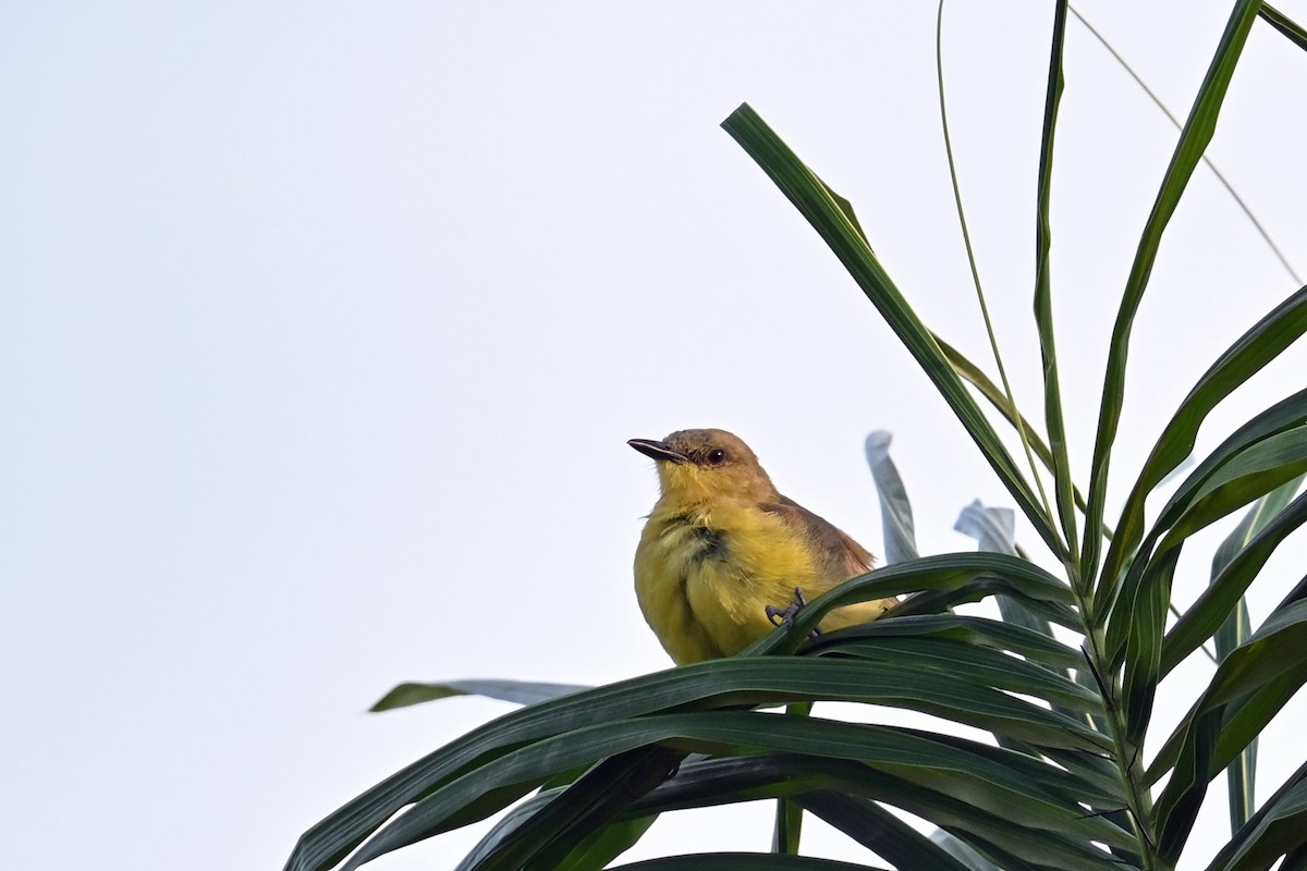 Cattle Tyrant - ML649339064