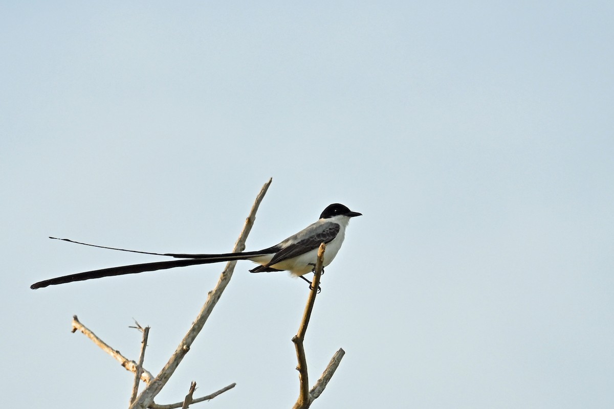 Fork-tailed Flycatcher - ML649339076