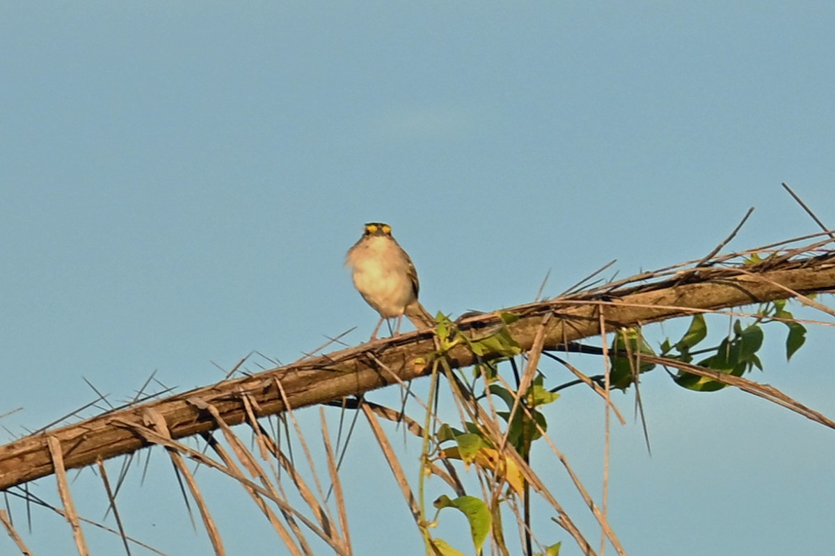 Yellow-browed Sparrow - ML649339087