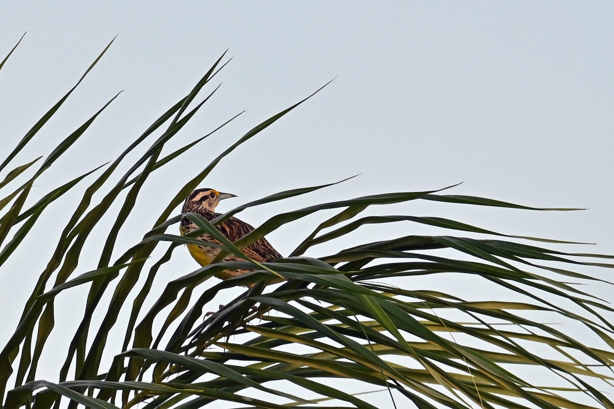 Eastern Meadowlark - ML649339092