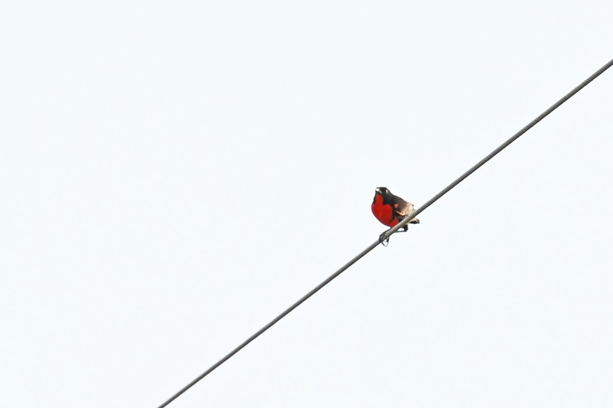 Red-breasted Meadowlark - ML649339095